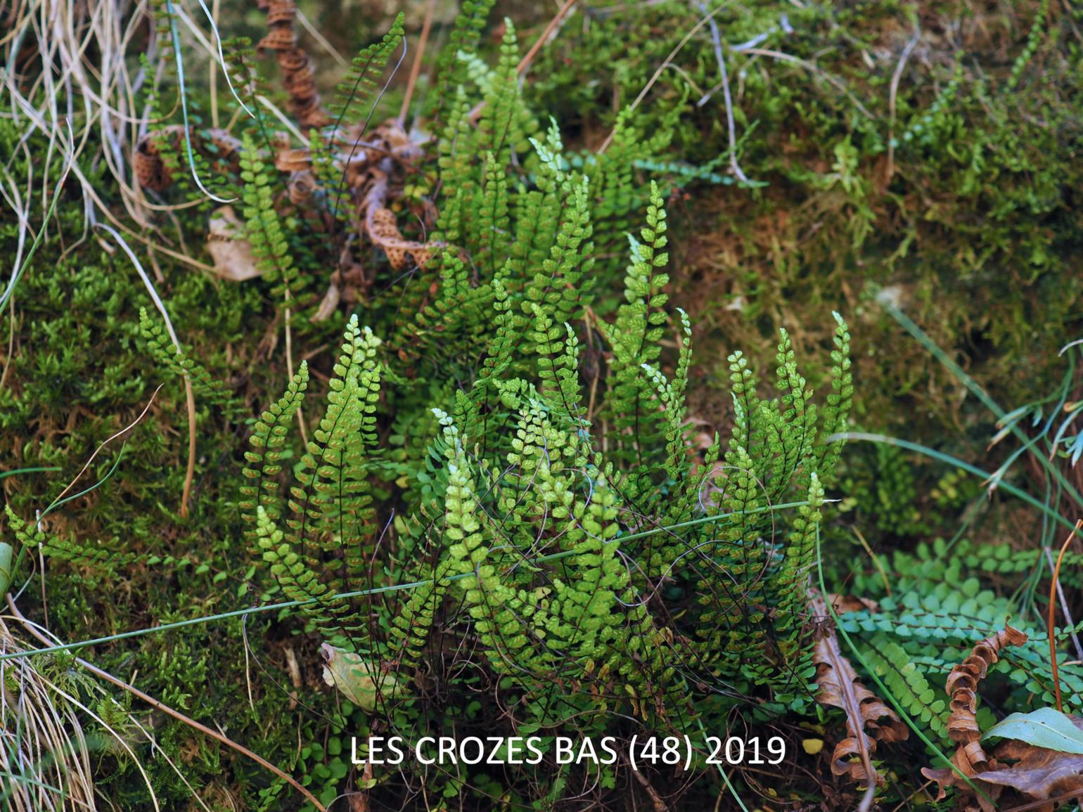 Spleenwort, Maidenhair